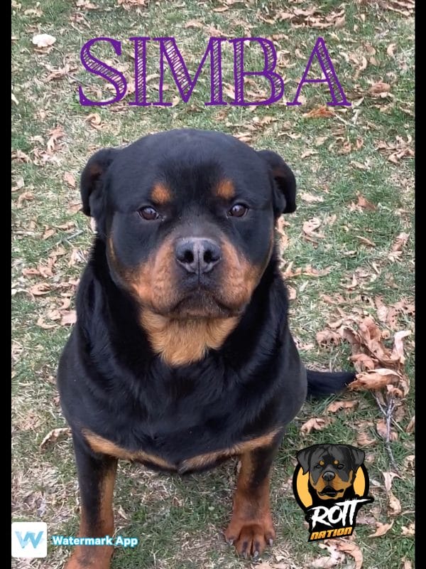 Simba von Holmqvist - Image 17