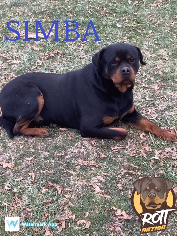Simba von Holmqvist - Image 16