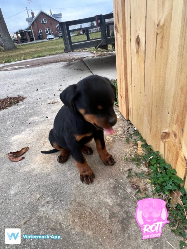 July 12, 2022 Litter - Image 15