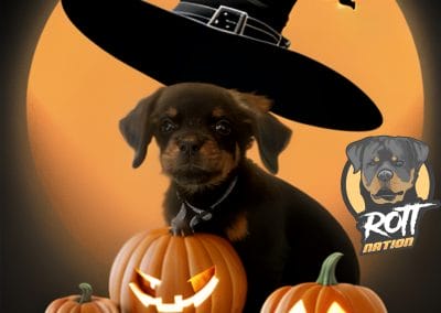Halloween 1