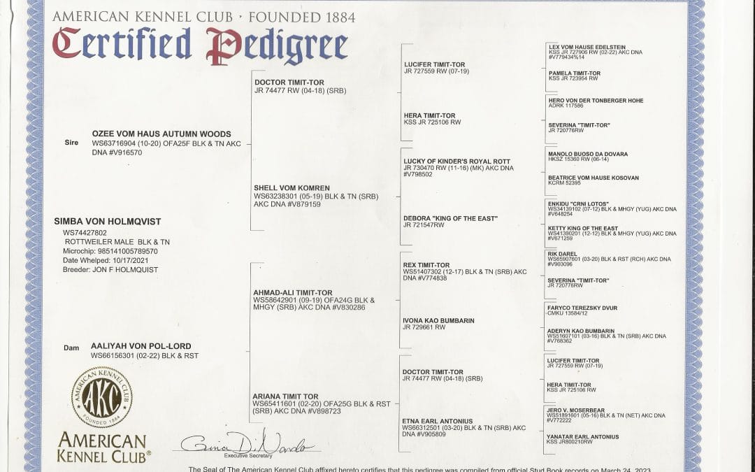 Simba American Kennel Club Certified Pedigree