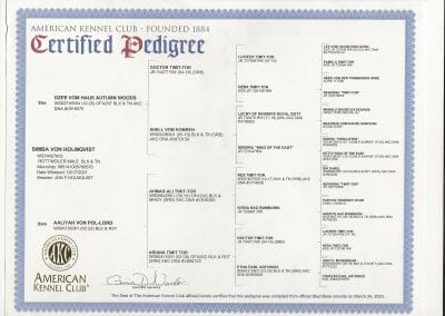 Simba American Kennel Club Certified Pedigree